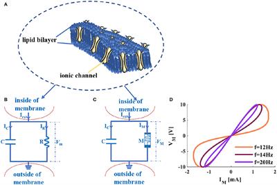 Transient Response and Firing Behaviors of Memristive Neuron Circuit